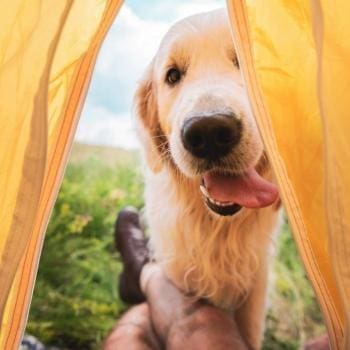 CBD for Pets