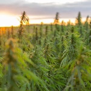 THCa flower farm 