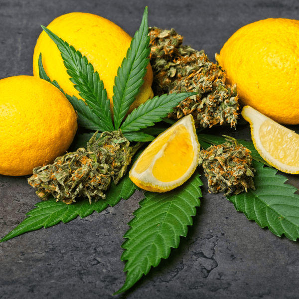 limonene terpene cannabis