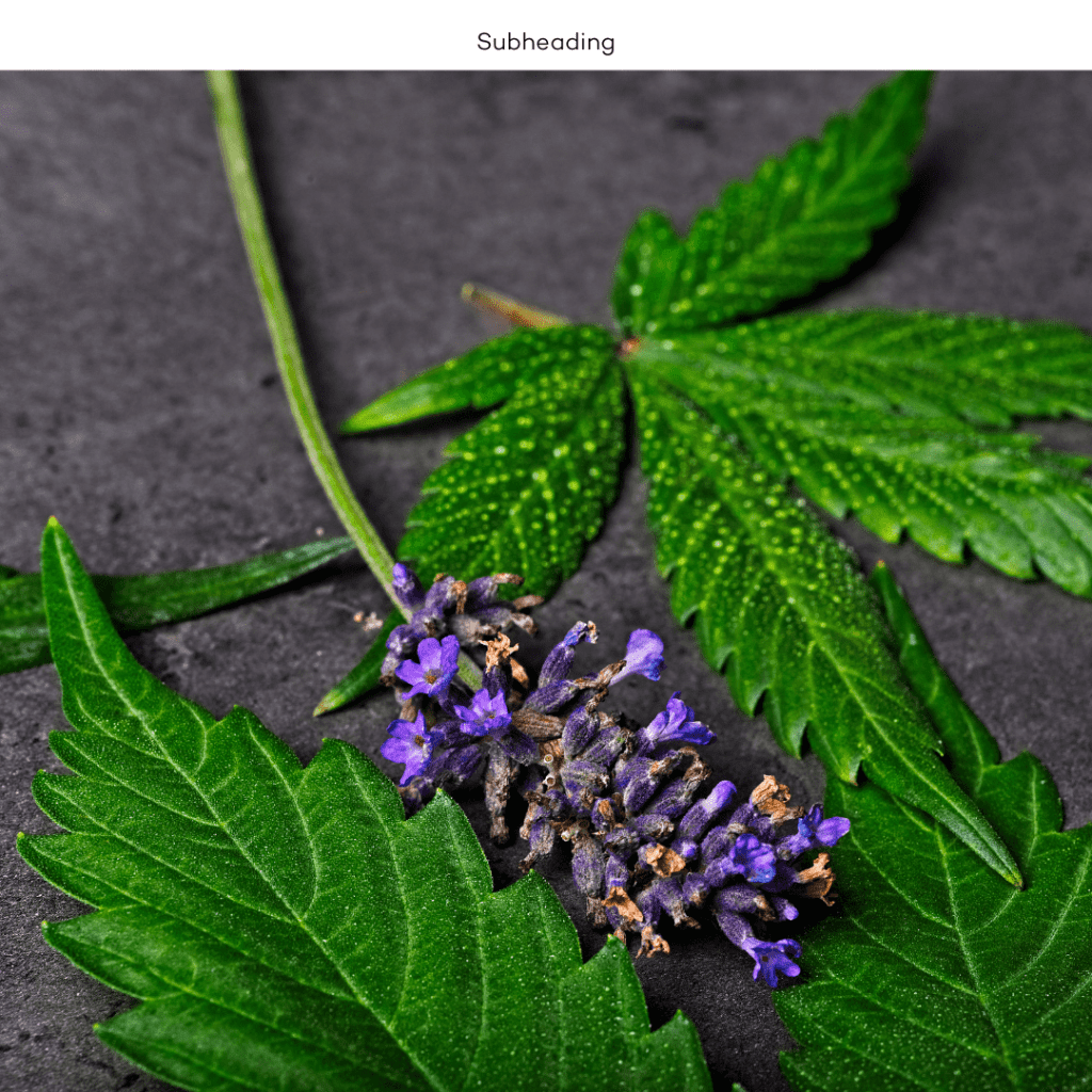 linalool terpene cannabis