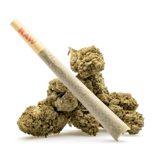 THCa Flower Pre-Roll Gold Cash - Product with Bud