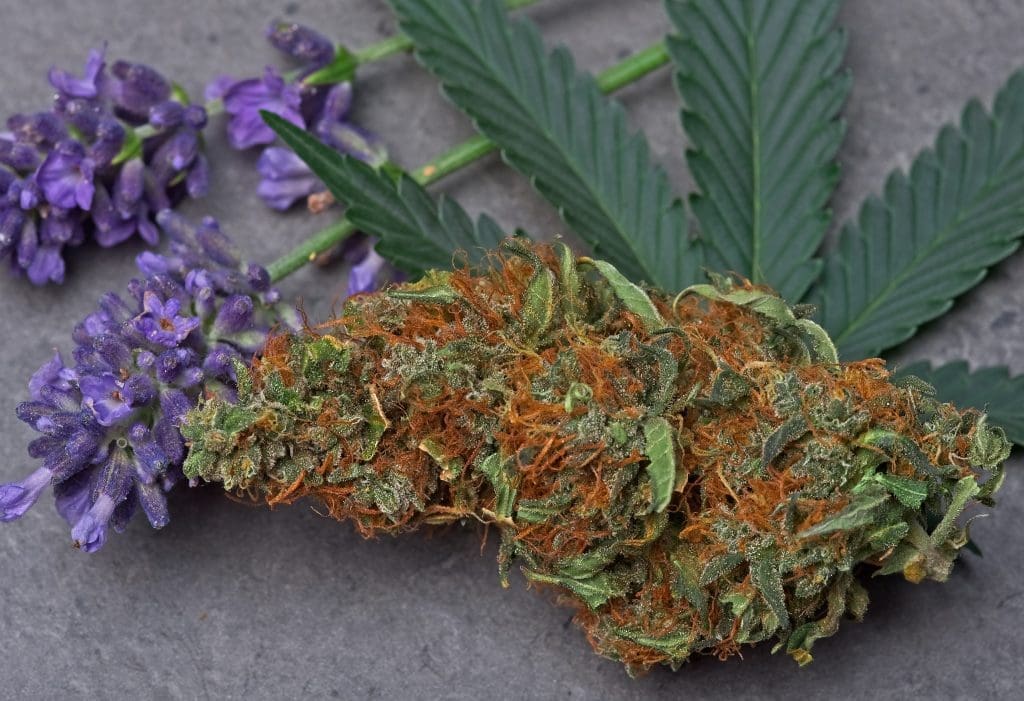 cannabis flower and lavender flower