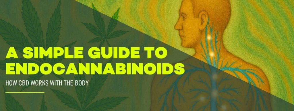 Discover the Endocannabinoid System and How it Works